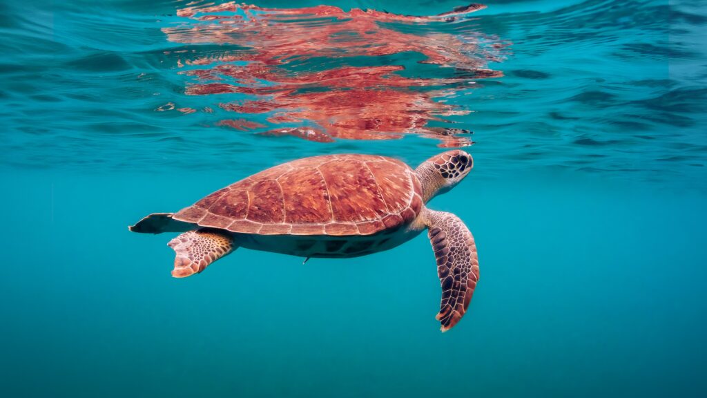 shooting photo aquatique